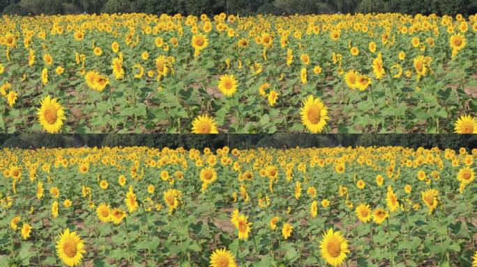 美丽的向日葵花田花海