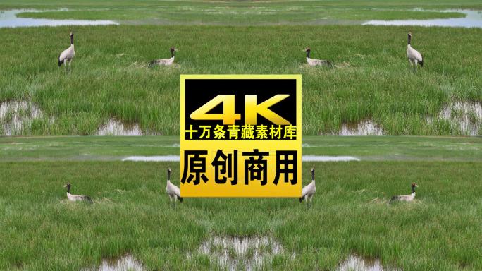青海门源县草甸飞鸟航拍4K视频