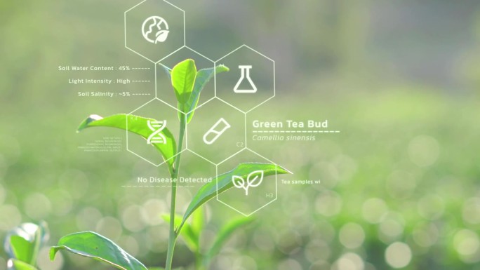 茶叶生物化学结构分析