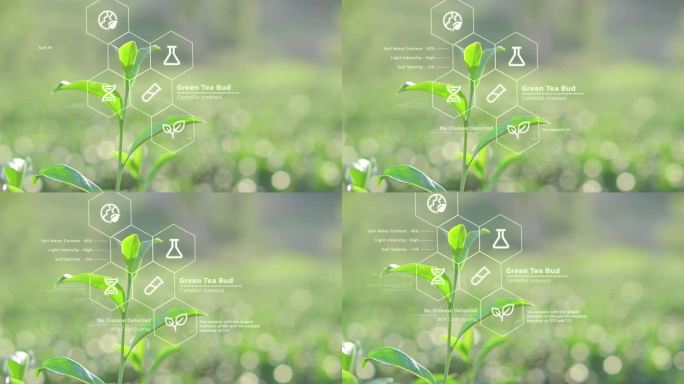 茶叶生物化学结构分析