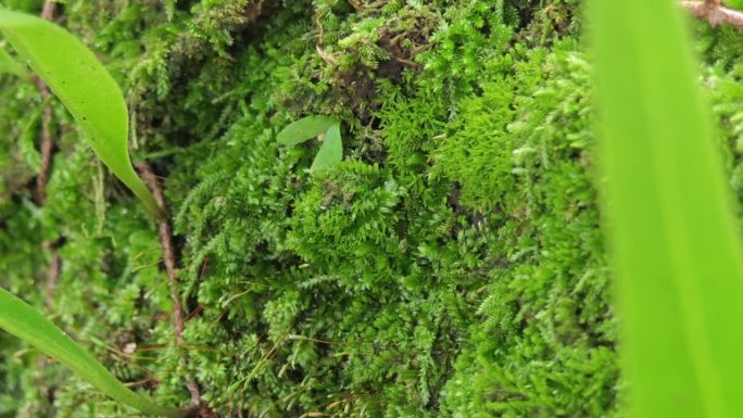 树干上生长的苔藓特写。