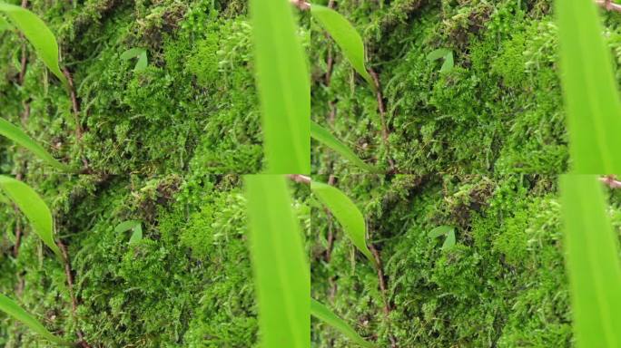 树干上生长的苔藓特写。