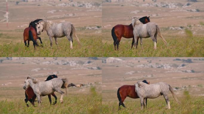 雄伟的野马在广袤的自然公园草地上觅食。