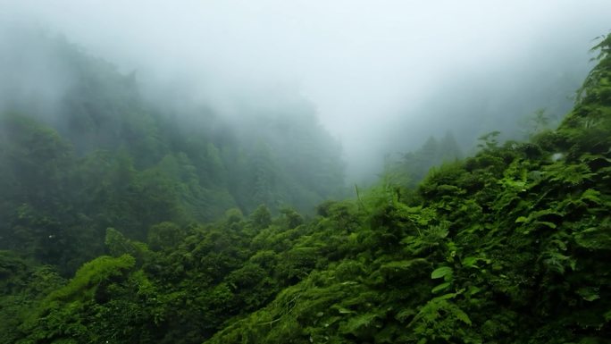 山地云雾笼罩下的植被