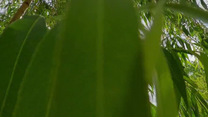 沿着垂柳的悬挂枝条向上移动，逆光。