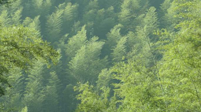 竹林 竹子 竹海 竹山 毛竹 绿竹