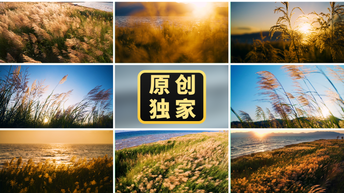秋天风芦苇夕阳湖边水草唯美金色波光粼粼