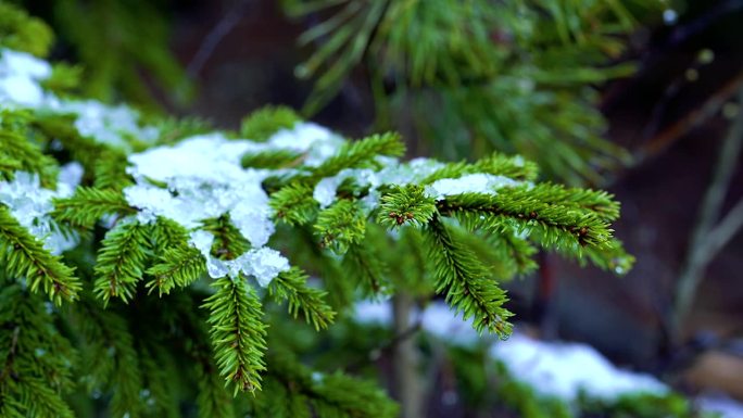 雨水特写视频，选择性对焦。融化的雪。