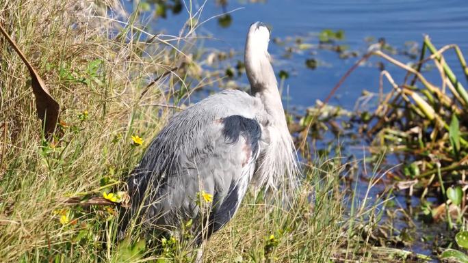 大蓝鹭（Ardea herodias）奥兰多湿地公园