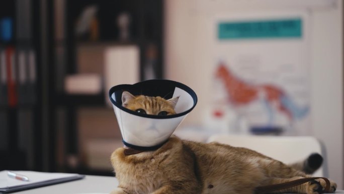 搞笑的纯种猫戴着兽医项圈，在兽医诊所术后恢复。