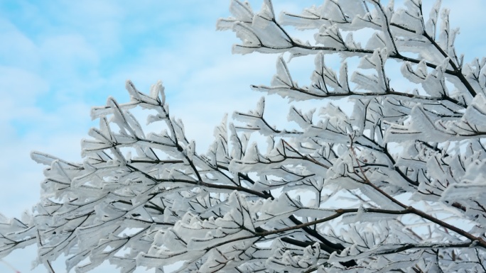 实拍冬季唯美雾凇雪景