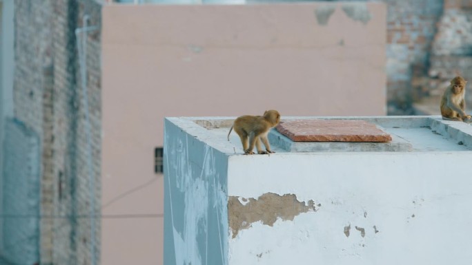 婴儿猴子帽猕猴 - Macaca Radiata 或 Zati 在屋顶上行走。婴儿帽猕猴。印度