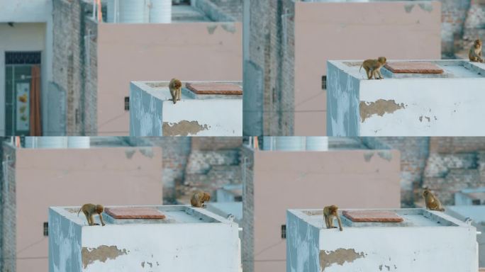 婴儿猴子帽猕猴 - Macaca Radiata 或 Zati 在屋顶上行走。婴儿帽猕猴。印度
