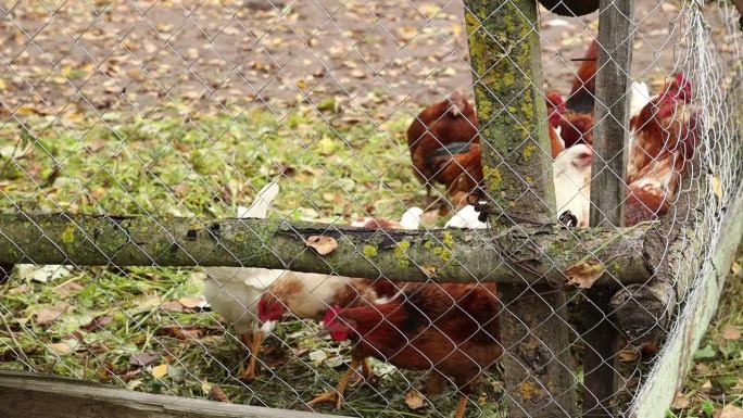 在一个围栏里喂养农场的公鸡、猪和山羊。