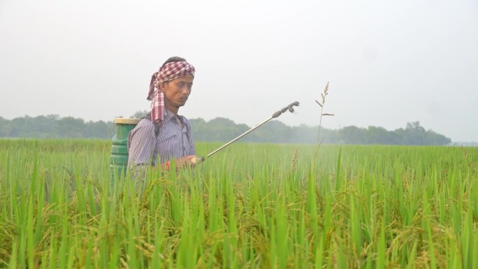 农村农民在稻田中使用除草剂。