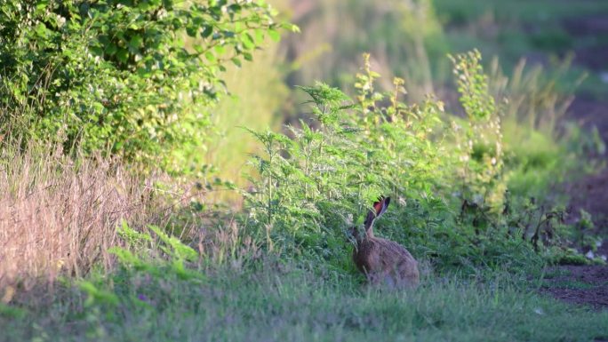 野生欧洲野兔（Lepus Europaeus）在野外吃草。