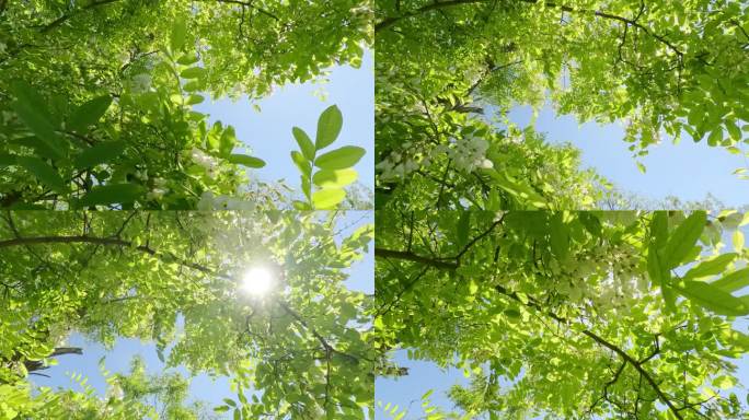 移动到假槐花树的枝条上