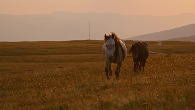 日落宁静：野马在自然公园自由漫游
