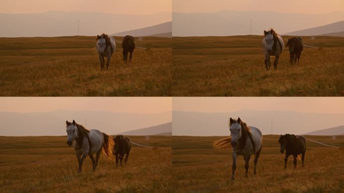 日落宁静：野马在自然公园自由漫游