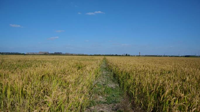 稻田延时，稻田舞台背景，实拍，秋收，丰收