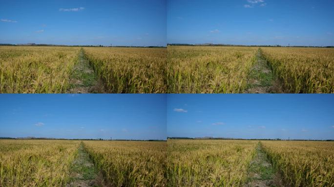 稻田延时，稻田舞台背景，实拍，秋收，丰收