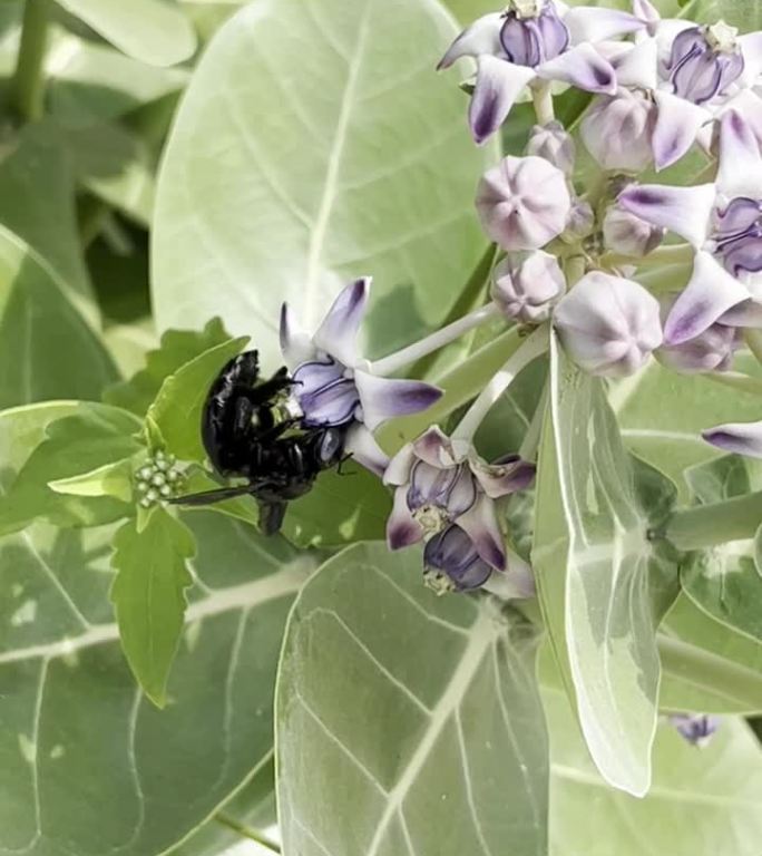 紫色的大戟花（Calotropis gigantea），属于夹竹桃科，旁边有一只黑色蜜蜂。