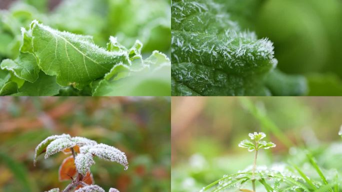 霜降菜叶寒冬立冬冬至小雪节气