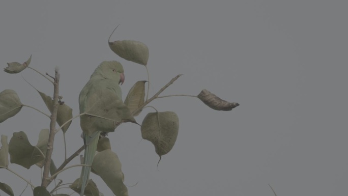 玫瑰环鹦鹉栖息在树枝上，慢动作。Sittacula krameri，环颈鹦鹉，来自鹦鹉科的克拉默鹦鹉