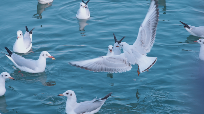 红嘴鸥水上飞翔觅食行特写重庆江城自然生态