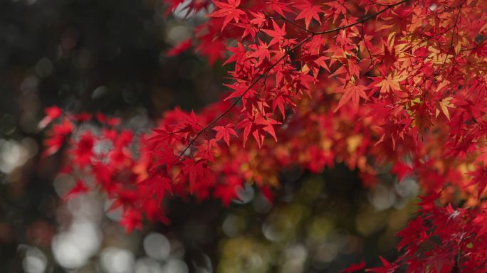 秋天秋景红枫叶唯美枫叶空镜