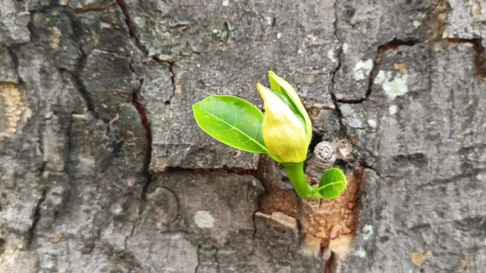 生长中的树枝绿叶萌芽特写镜头