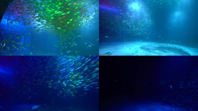重庆汉海海洋公园群鱼风暴表演