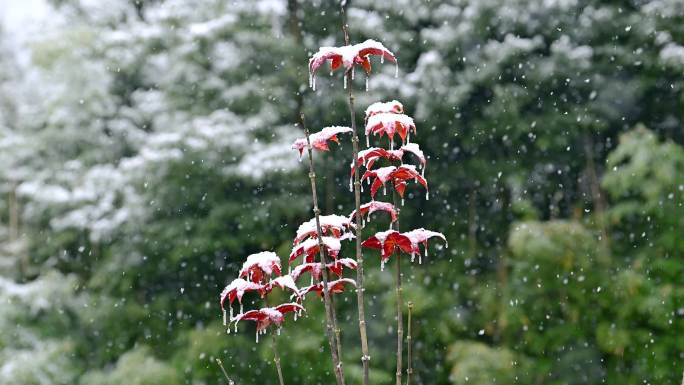 唯美冬雪风雪中枫叶雪花飞舞白雪红叶