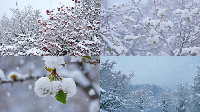 冬季美景 雪中梅花