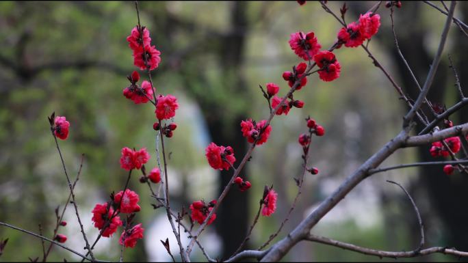 唯美红色碧桃花