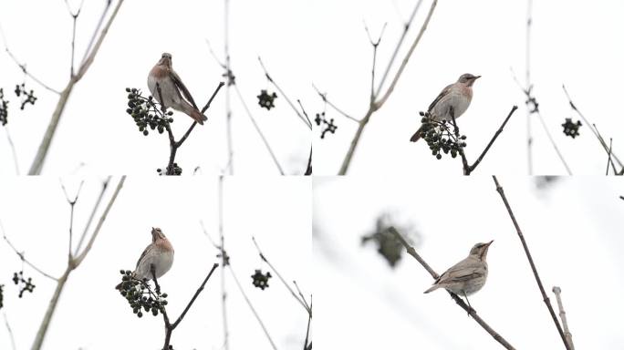 赤颈鸫树枝上栖息觅食