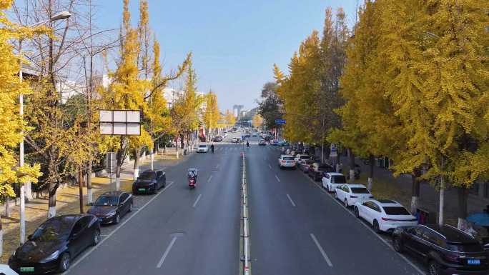 银杏大道——什邡金河南路航拍素材