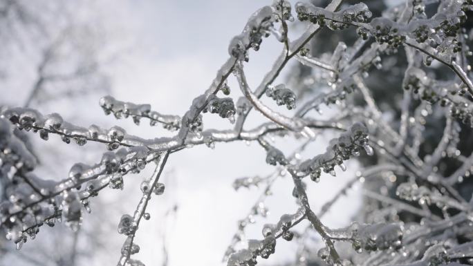 大雪过后被冻住的植物