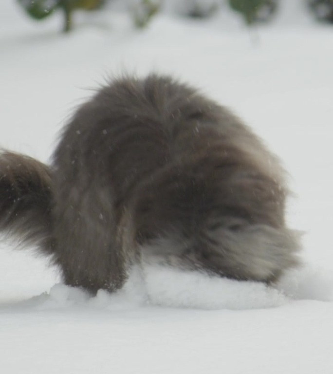 慢动作：可爱长毛猫在雪白的花园里玩新鲜的雪。