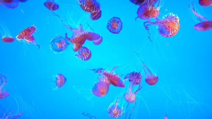海洋馆水族馆水母馆的水母