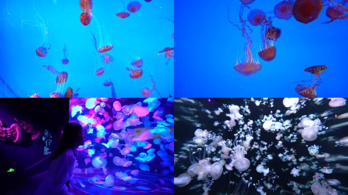 海洋馆水族馆水母馆的水母