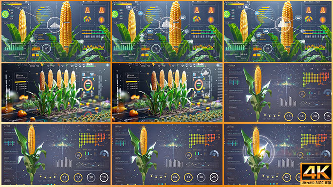 科技赋能玉米庄稼粮食种植技术 栽培育种