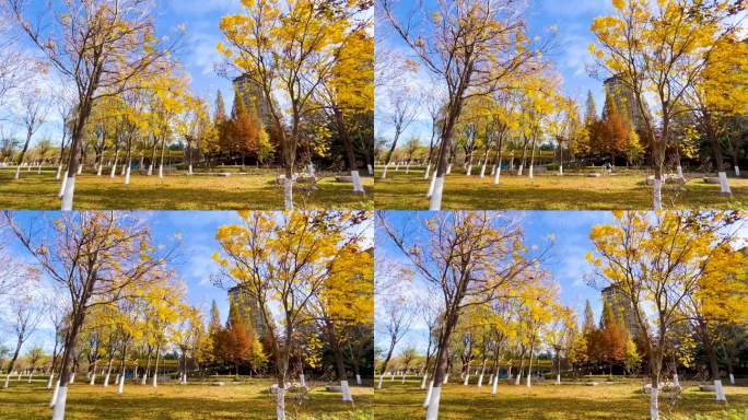 秋天树叶黄了