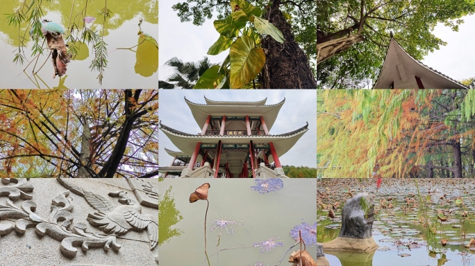 空镜头绿植树木树叶亭台楼阁石雕水面落羽杉