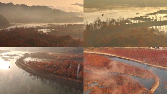 航拍安徽 宁国 皖南 川藏线 红杉林云雾