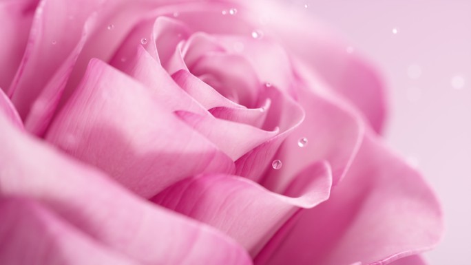 玫瑰花开精华（含C4D工程）