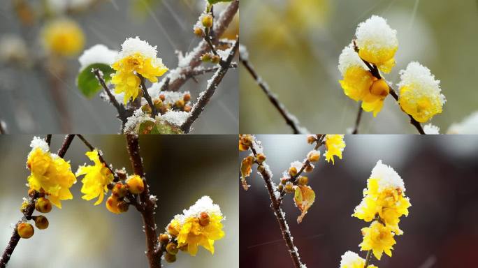 雪中黄梅傲立枝头 冬日暖阳金黄花朵 腊梅