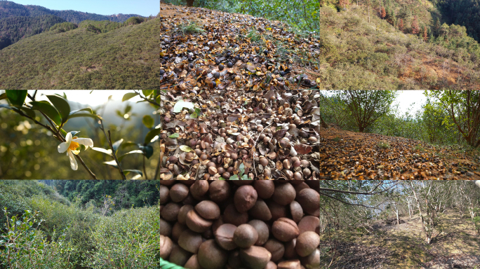 航拍山茶油山茶油地茶油籽捡茶油