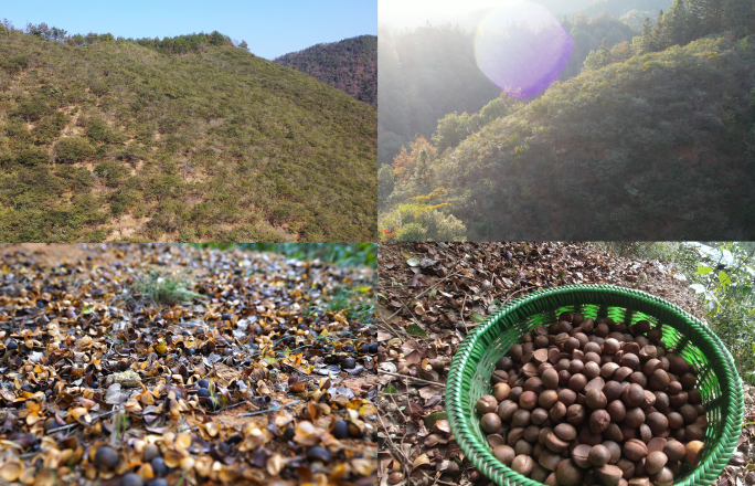 航拍山茶油山茶油地茶油籽捡茶油