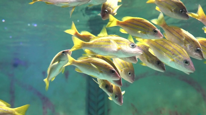 海洋馆水族馆各种鱼类